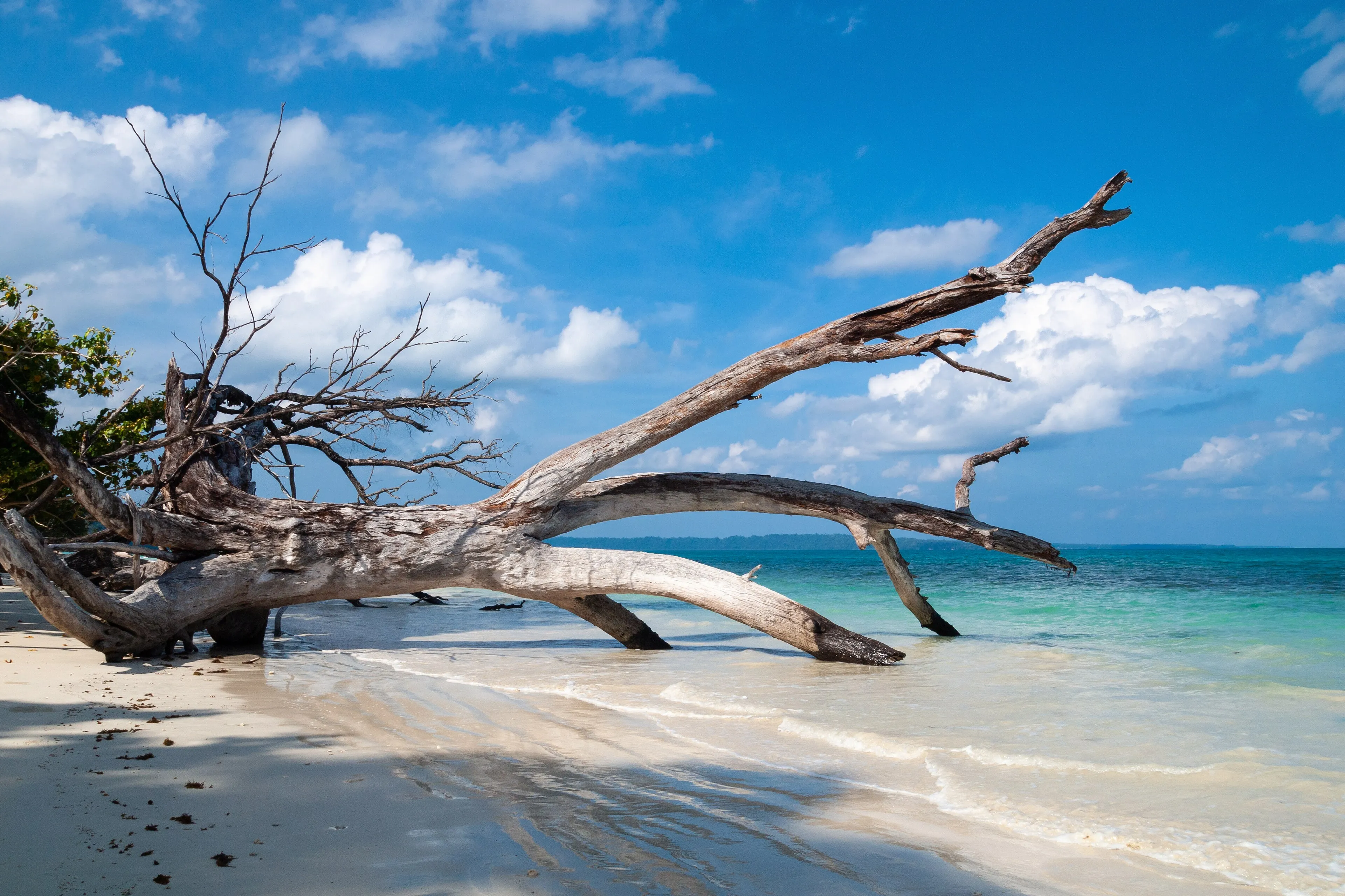 Discover Scuba Diving — Aquarium — scuba diving in Havelock, Andaman