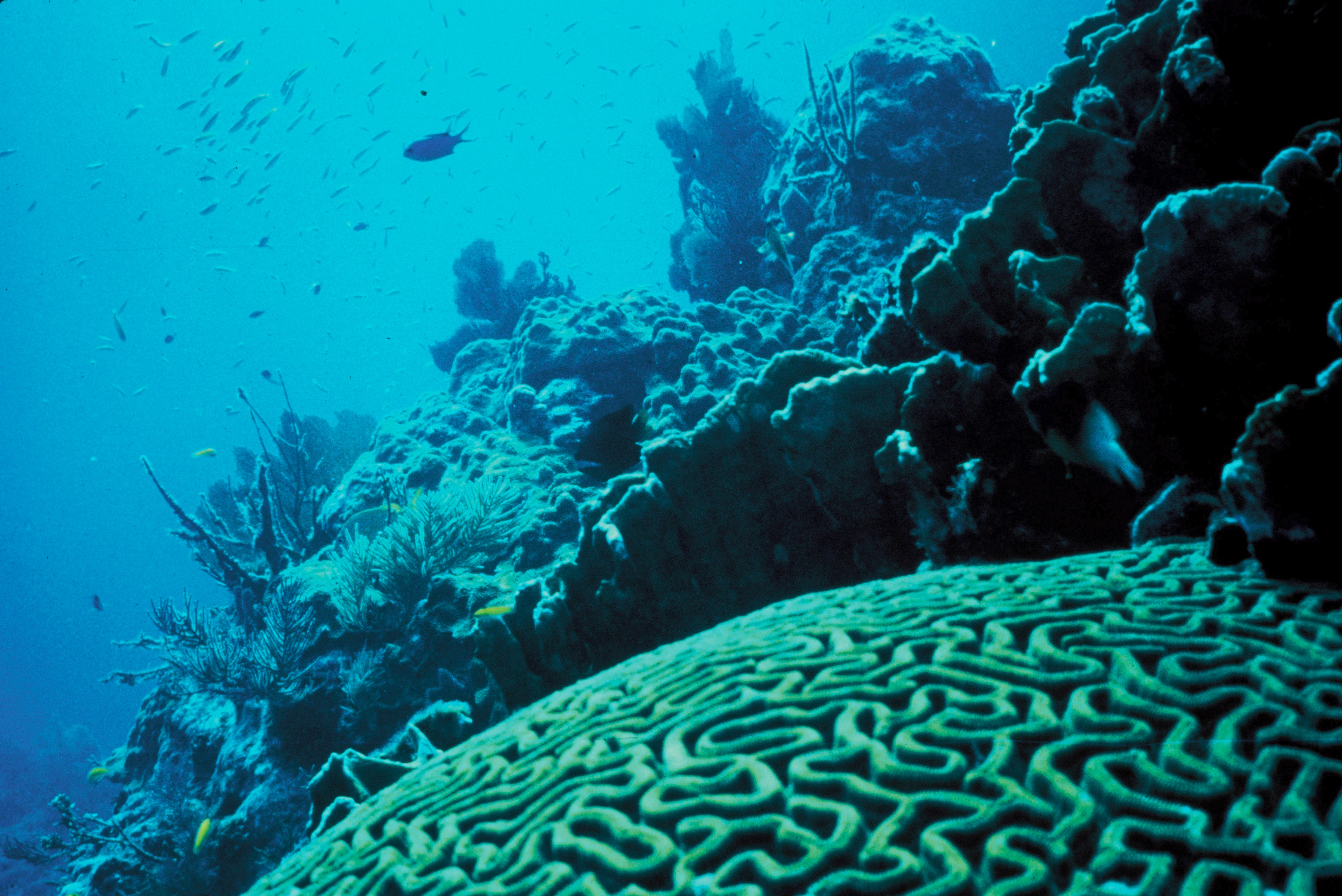 3 Day / 6 Fun Dives — scuba diving in Havelock, Andaman