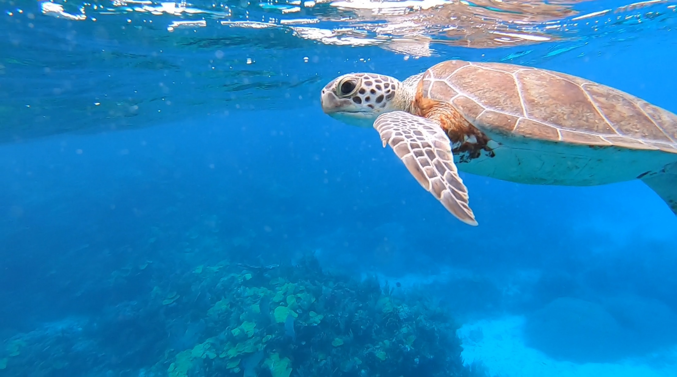 5 Day / 10 Fun Dives — scuba diving in Havelock, Andaman