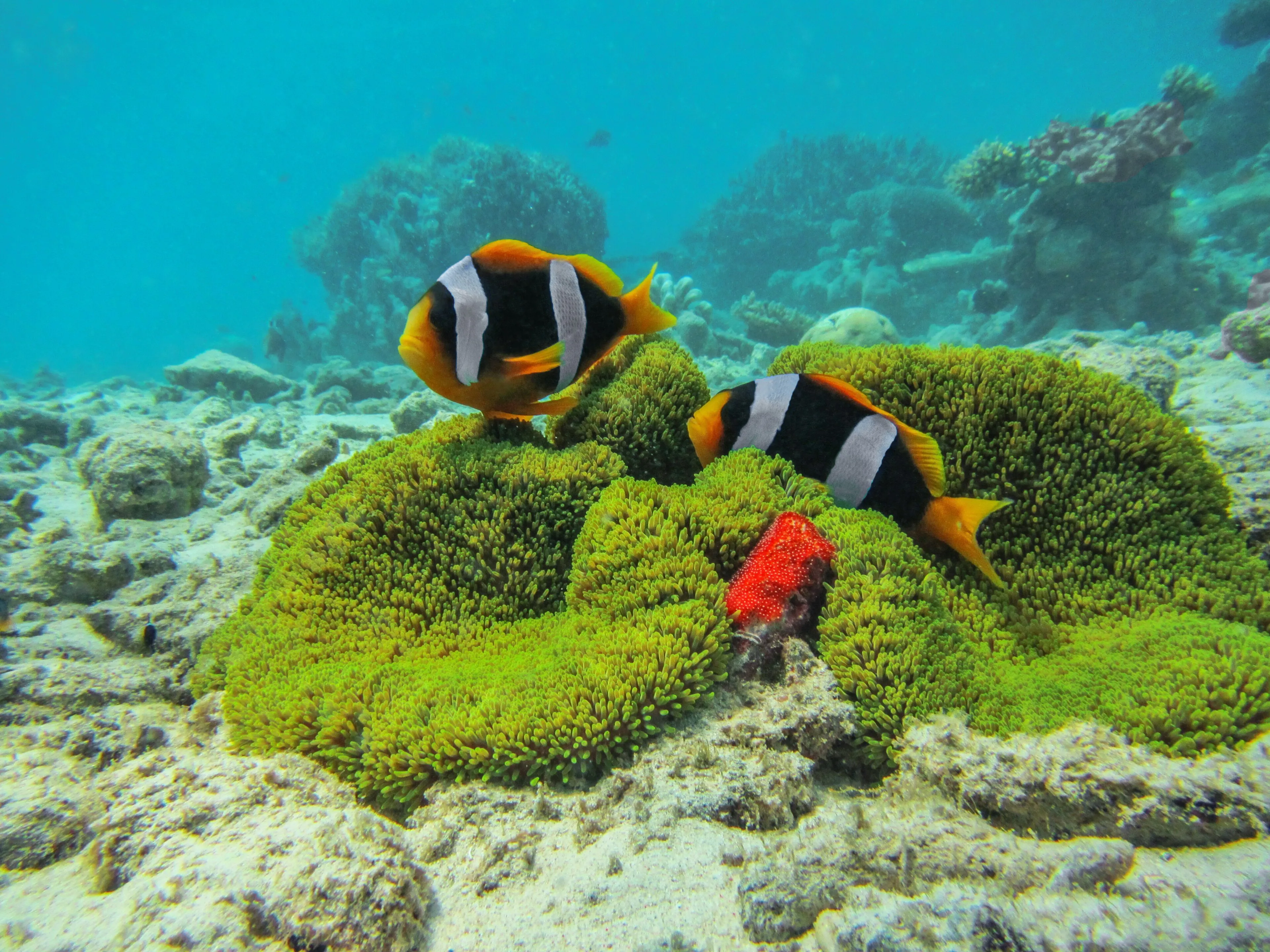 Island Hopping through Ritchie's Archipelago — scuba diving in Havelock, Andaman
