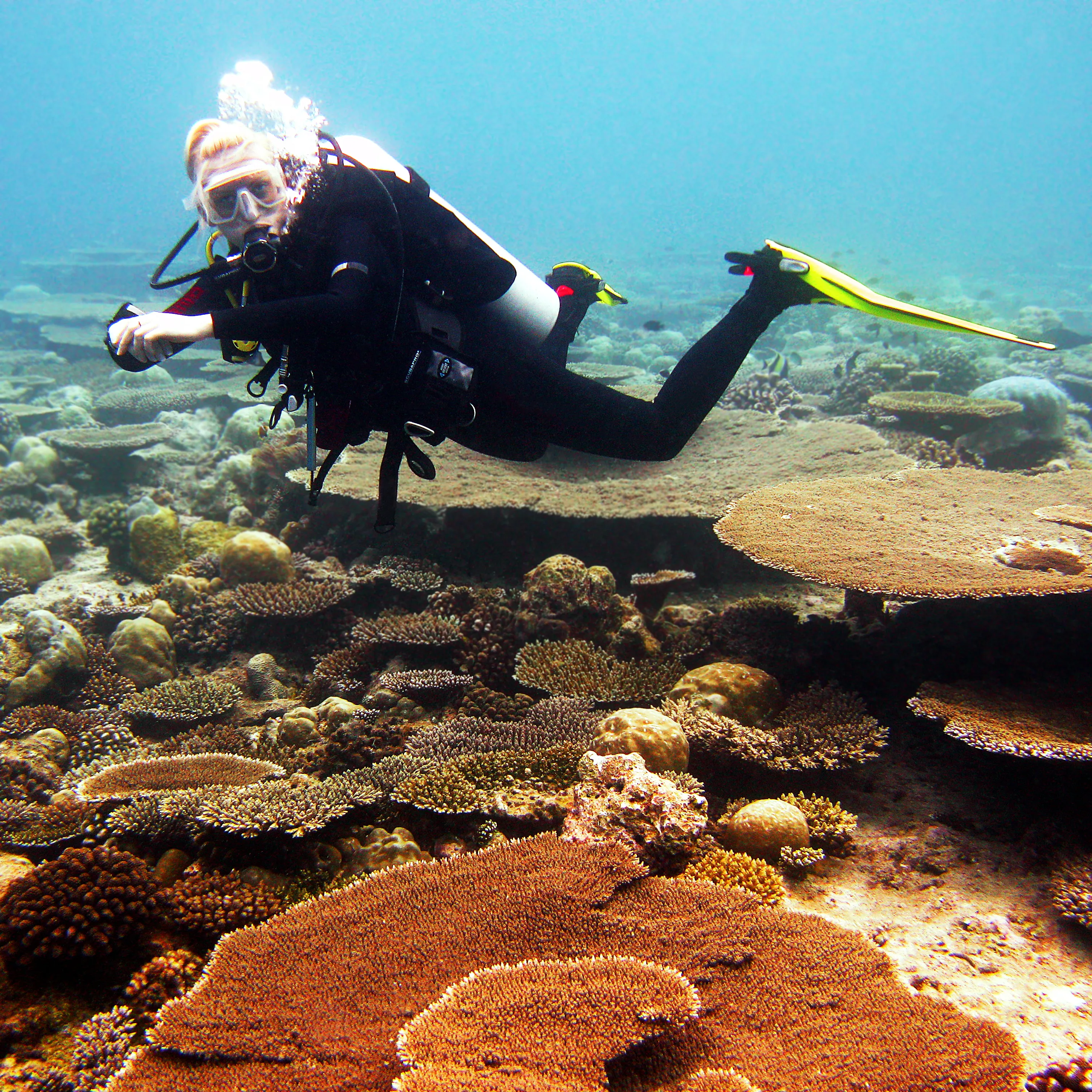 Jacob Table dive site — reef and marine life near Havelock, Andaman