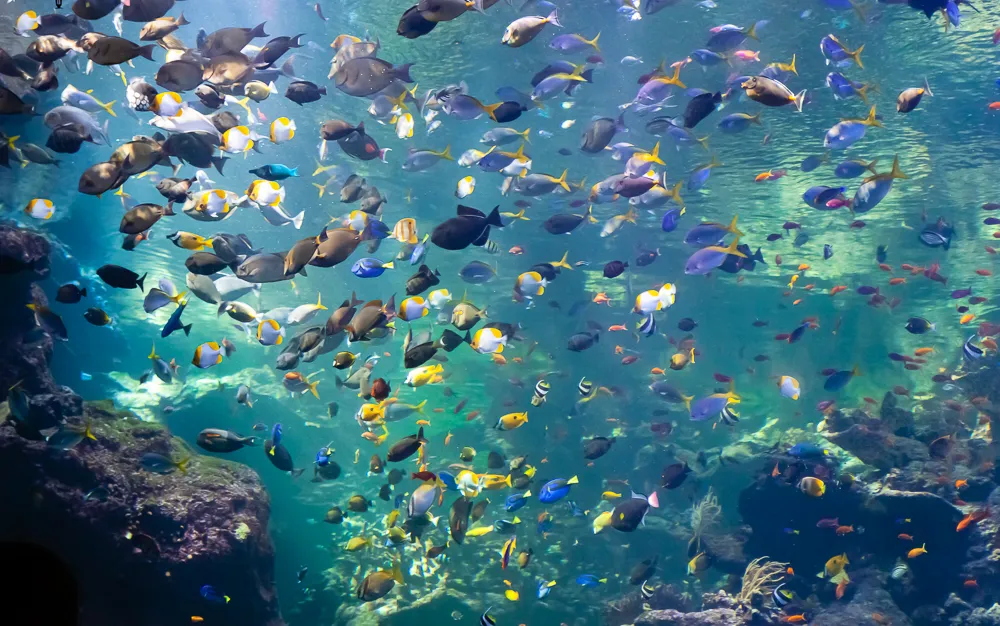 Johnny's Gorge dive site — reef and marine life near Havelock, Andaman