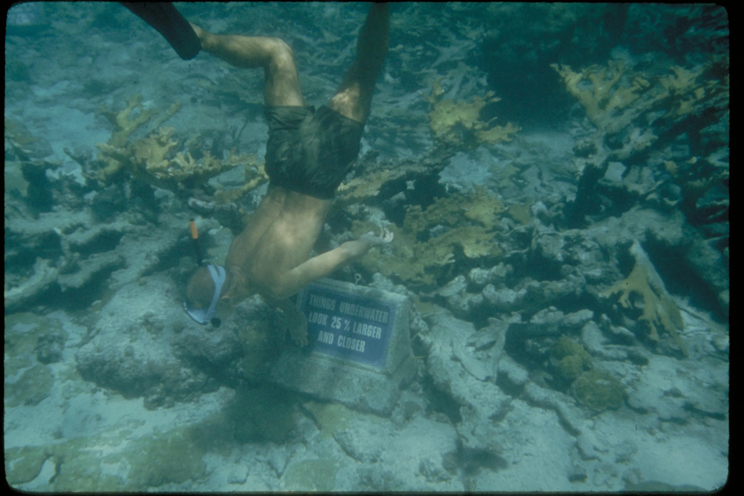 Junction dive site — reef and marine life near Havelock, Andaman