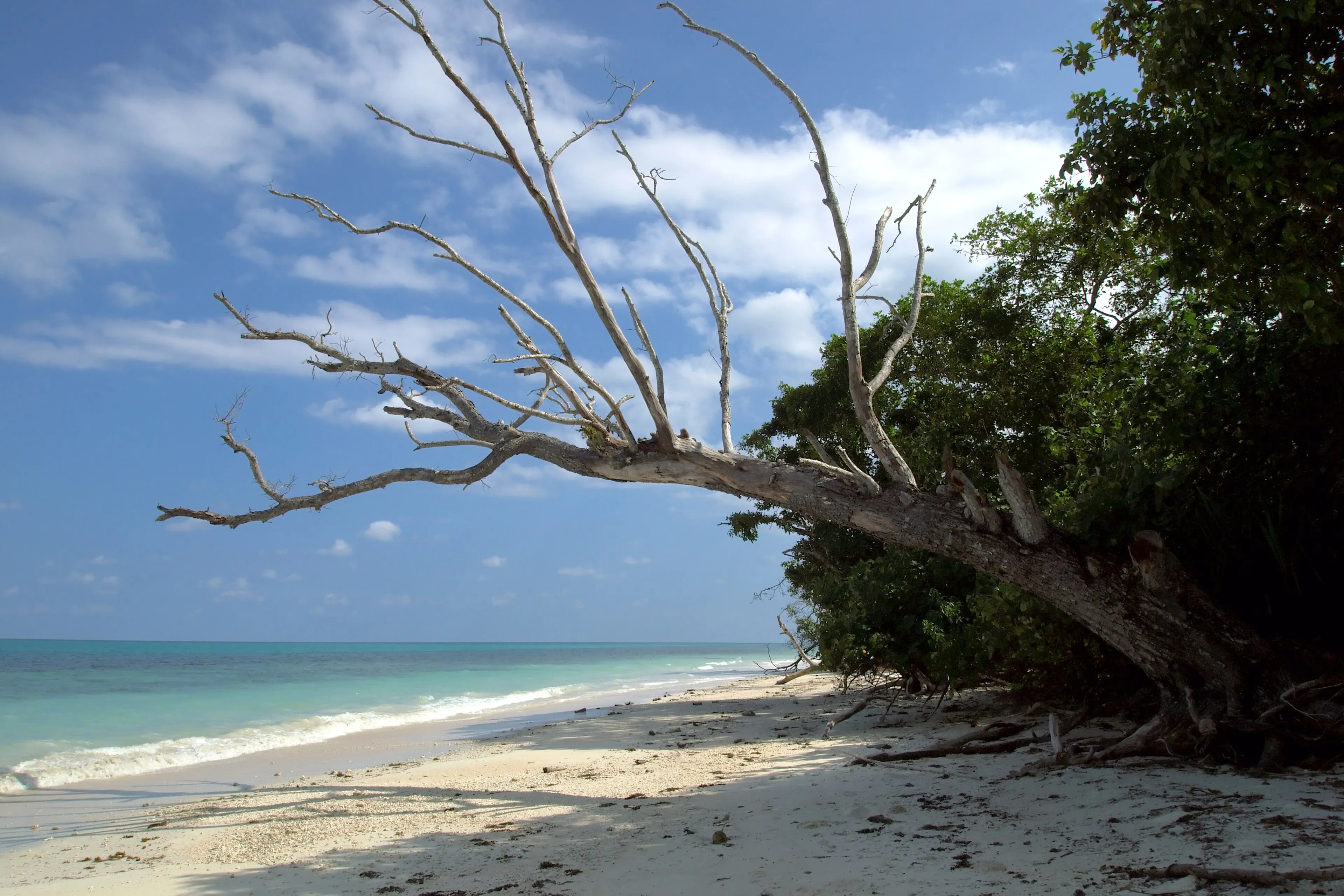 Mystery Mountains dive site — reef and marine life near Havelock, Andaman