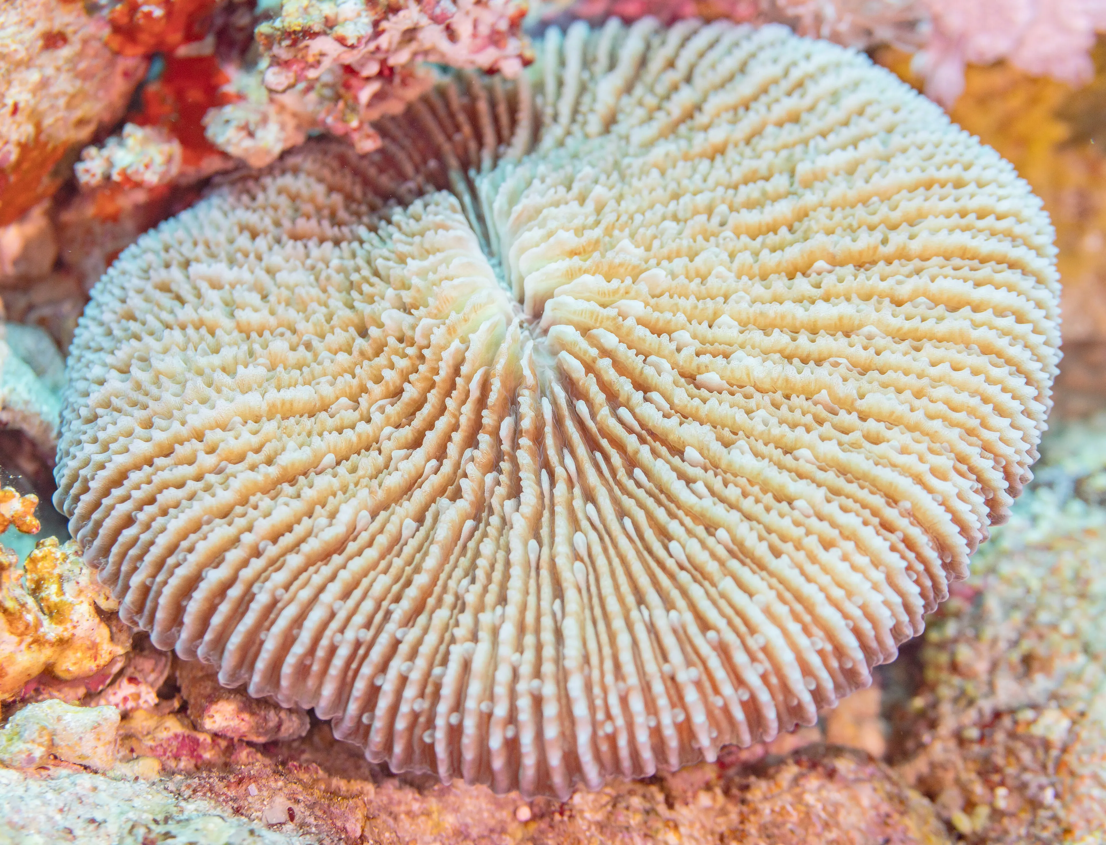 Neil's Cove Reef dive site — reef and marine life near Havelock, Andaman