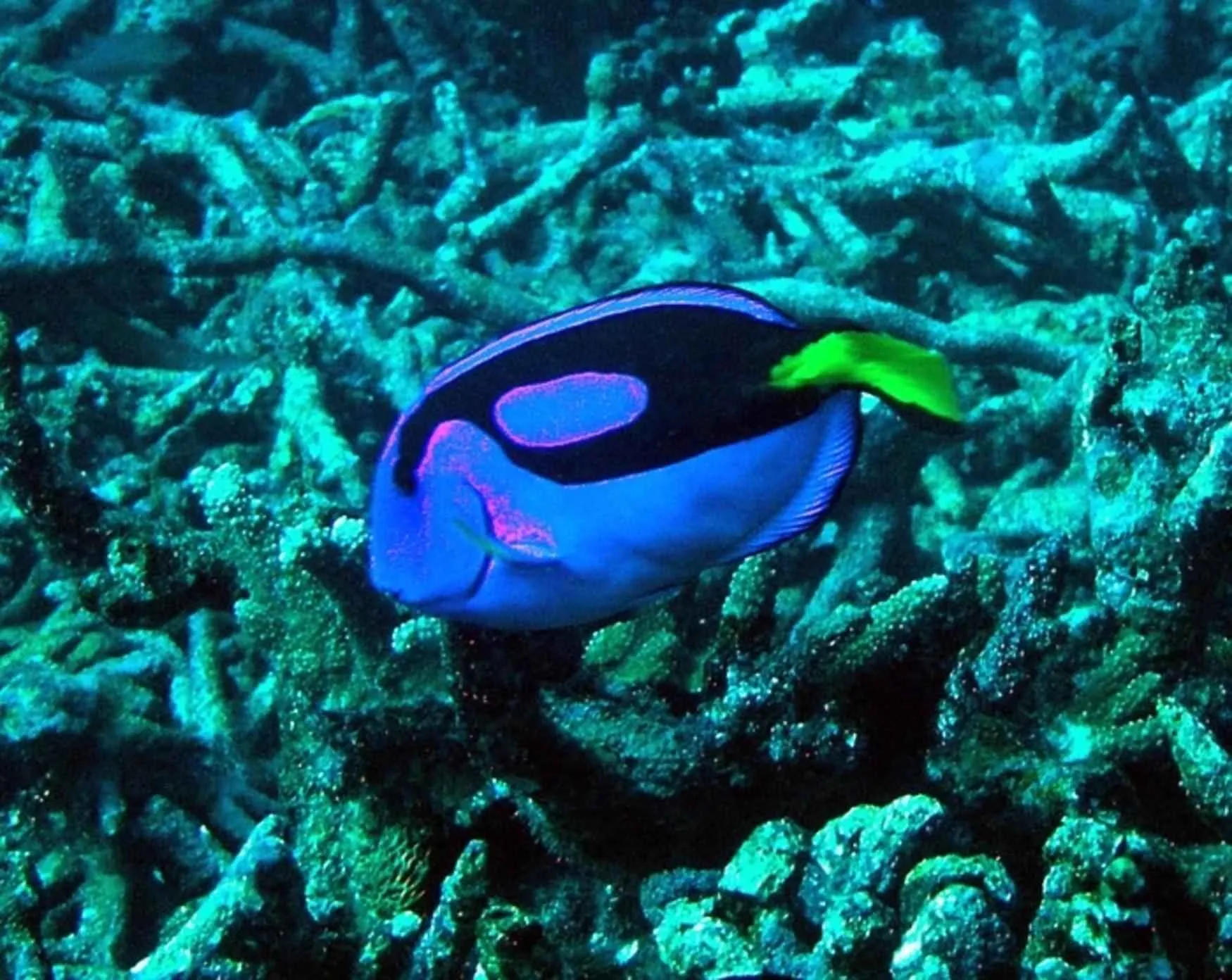 Nursery dive site — reef and marine life near Havelock, Andaman