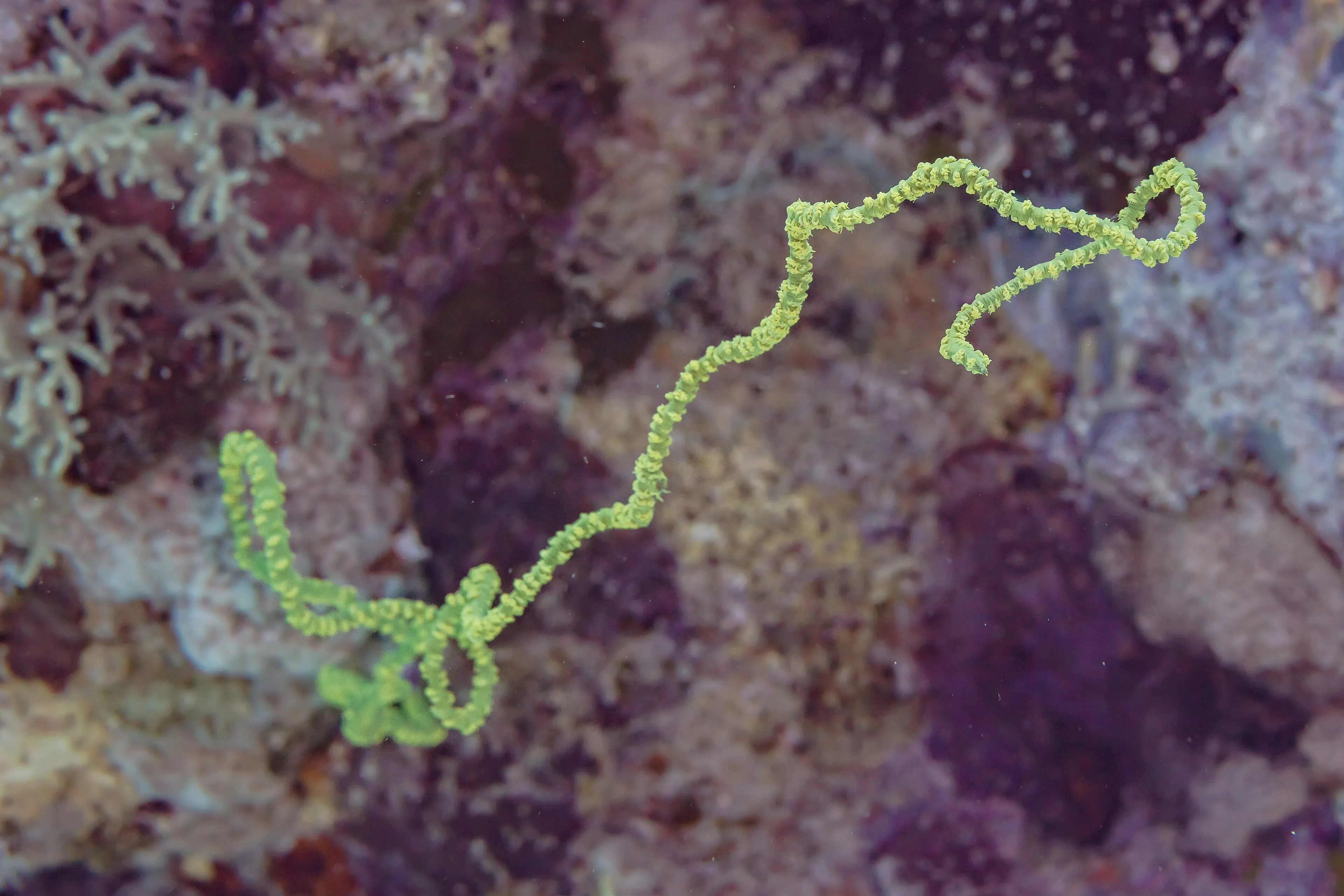 PADI Advanced Open Water Diver — PADI course in Havelock, Andaman