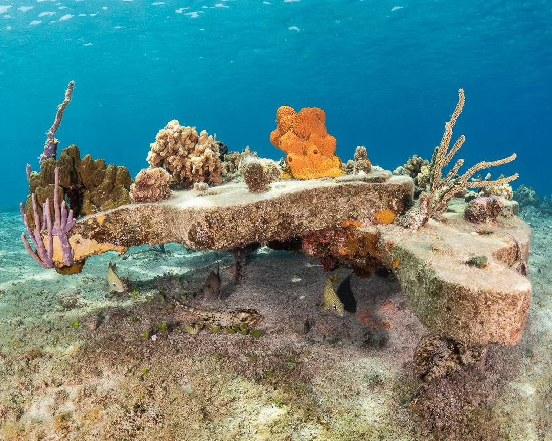 PADI Open Water Diver — Premium — PADI course in Havelock, Andaman