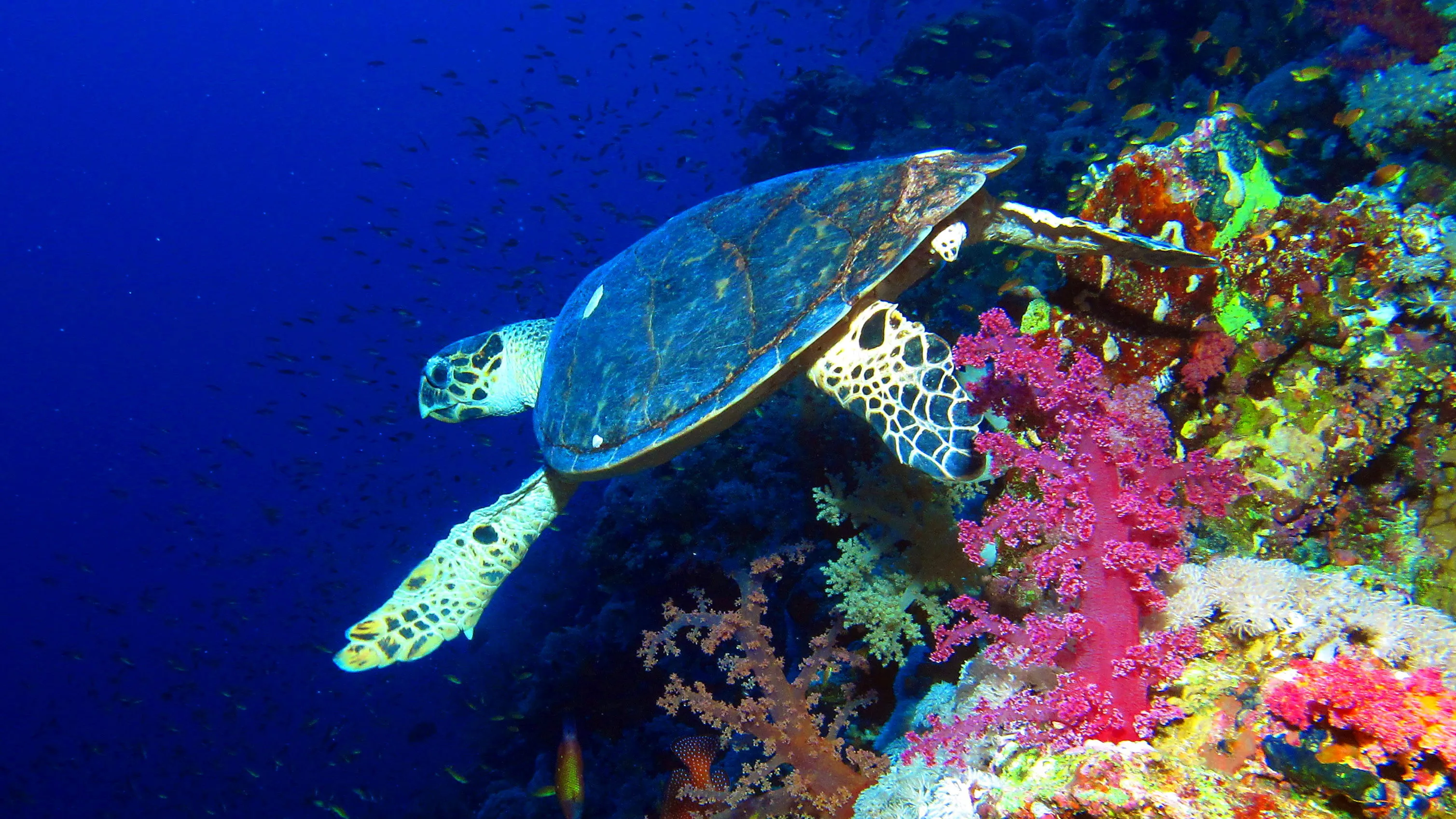 PADI Rescue Diver — PADI course in Havelock, Andaman