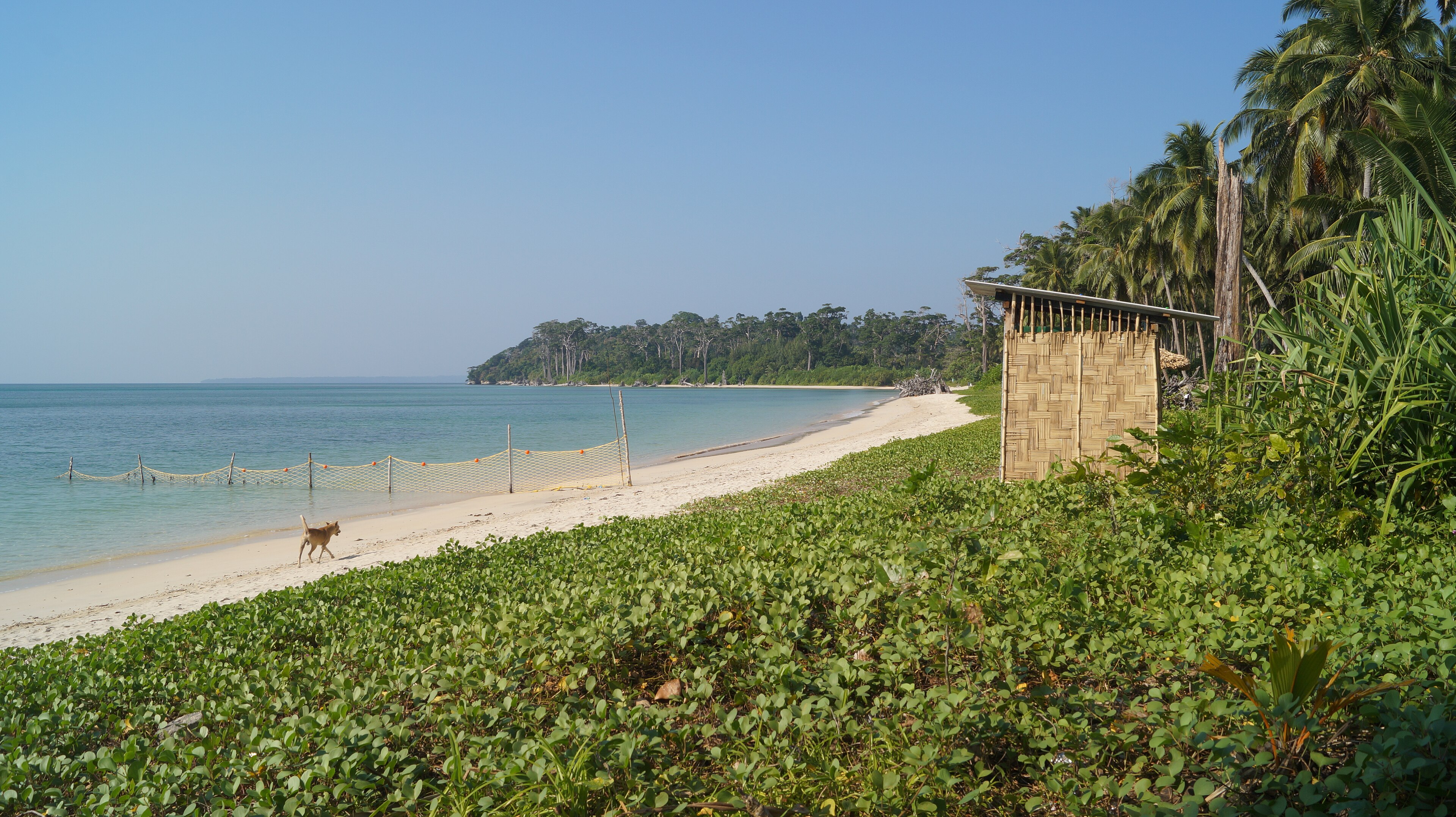 Coral reef and marine life in the waters of Havelock, Andaman