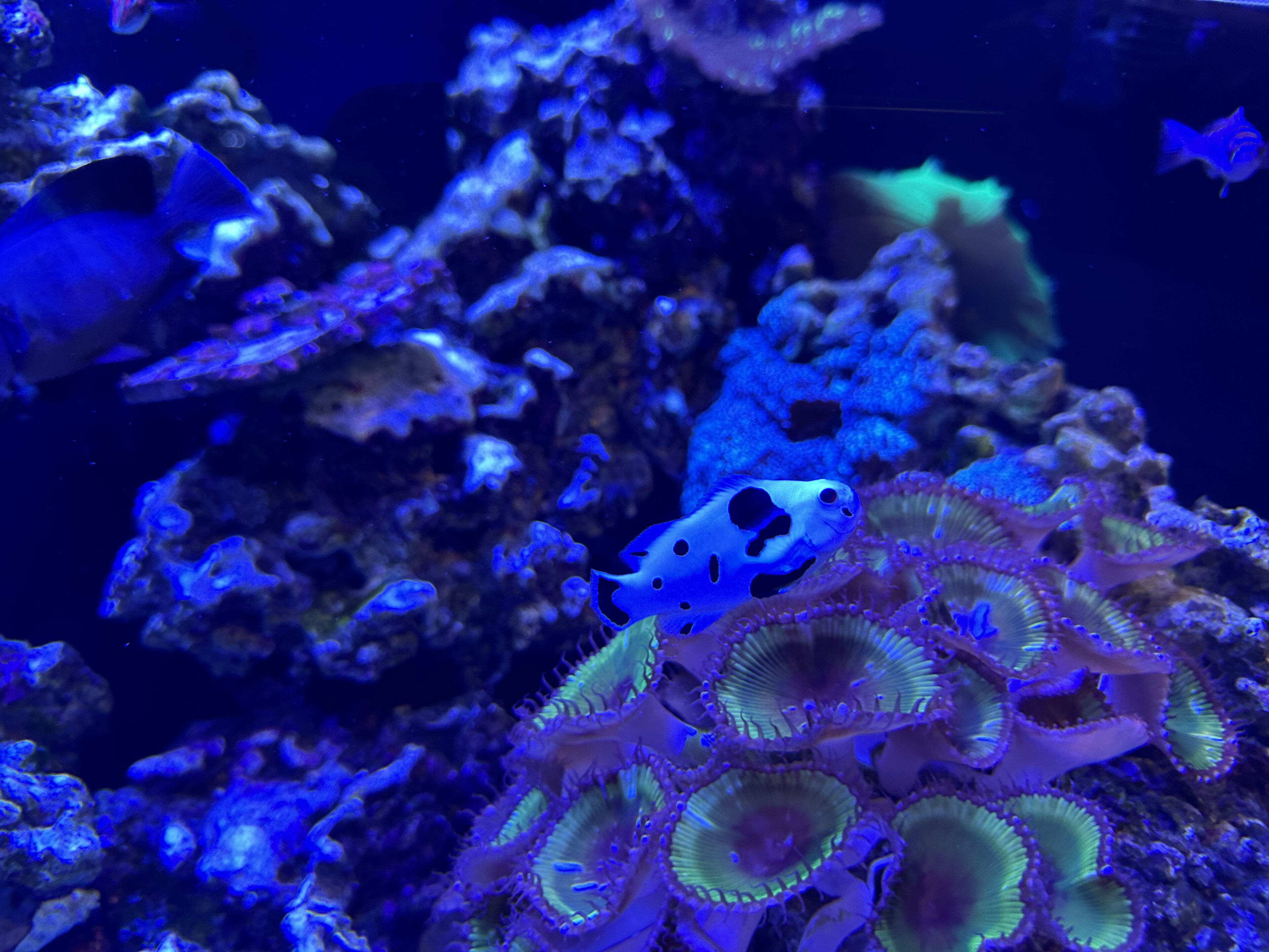 Coral reef and marine life in the waters of Havelock, Andaman