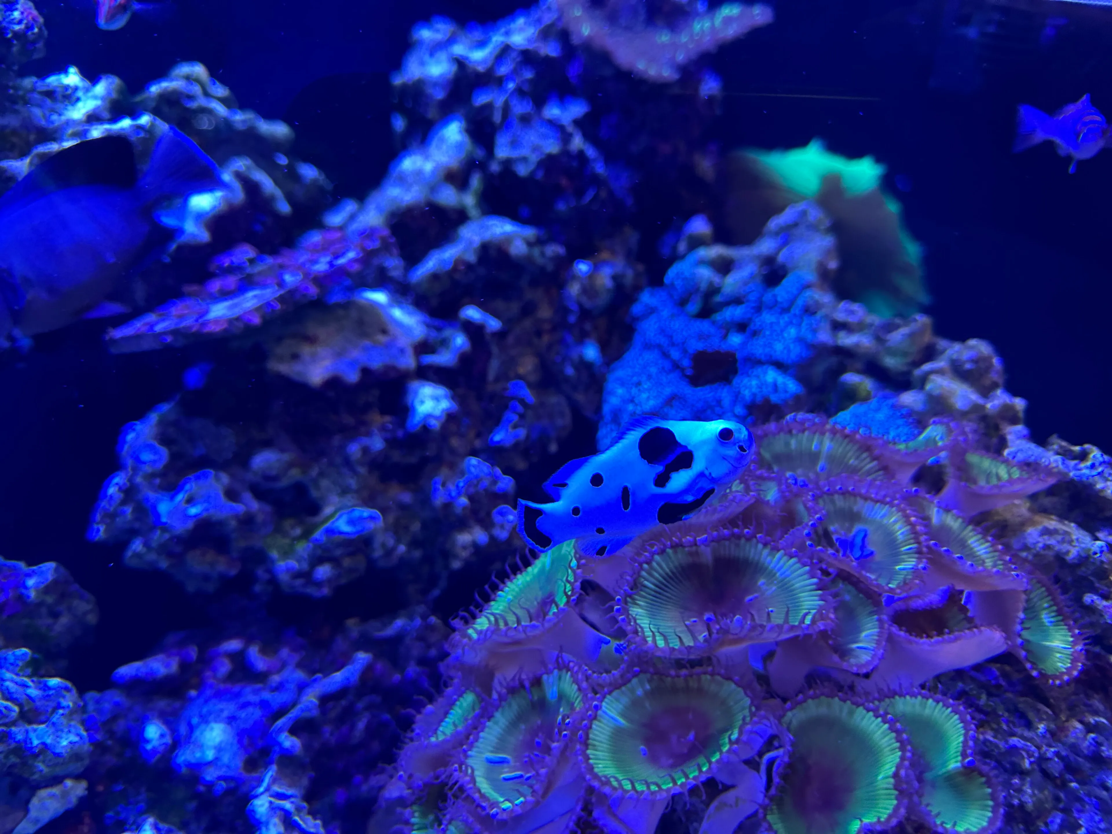 Coral reef and marine life in Havelock, Andaman