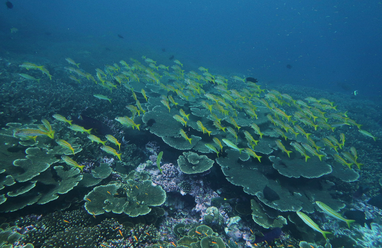 Coral reef and marine life in the waters of Havelock, Andaman
