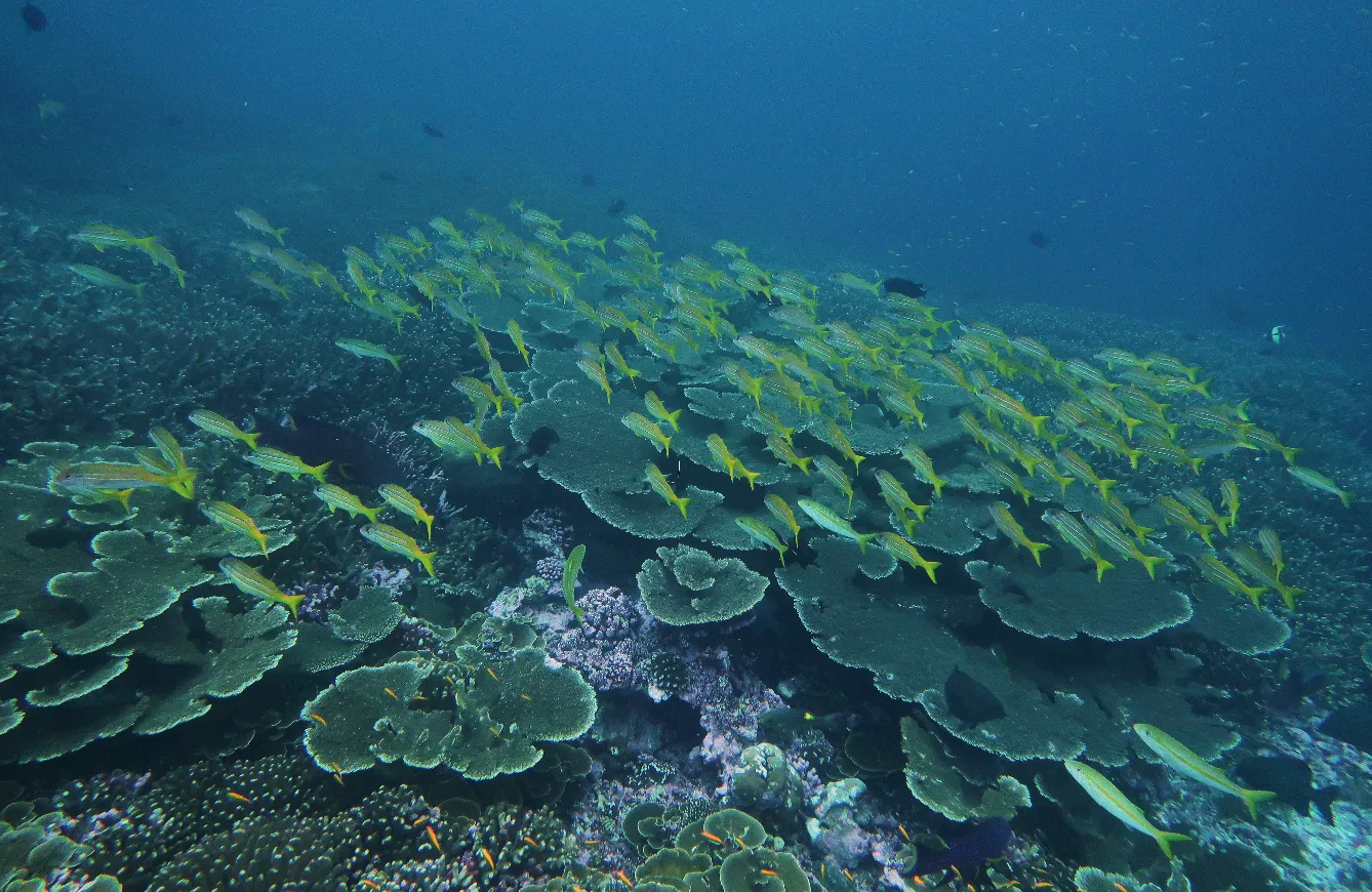 Coral reef and marine life in Havelock, Andaman