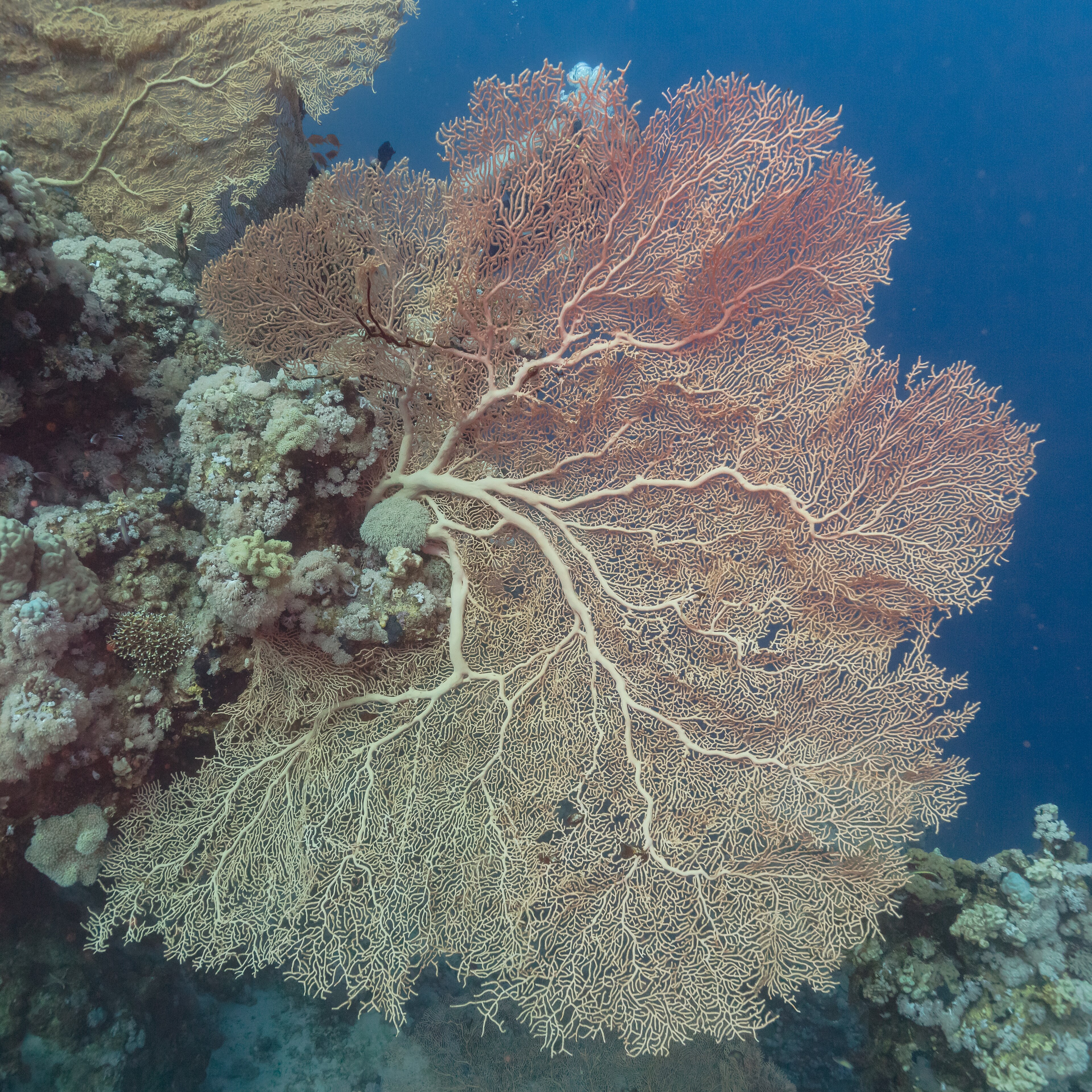 Coral reef and marine life in the waters of Havelock, Andaman