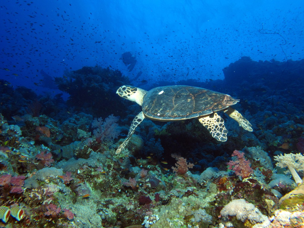 Coral reef and marine life in the waters of Havelock, Andaman