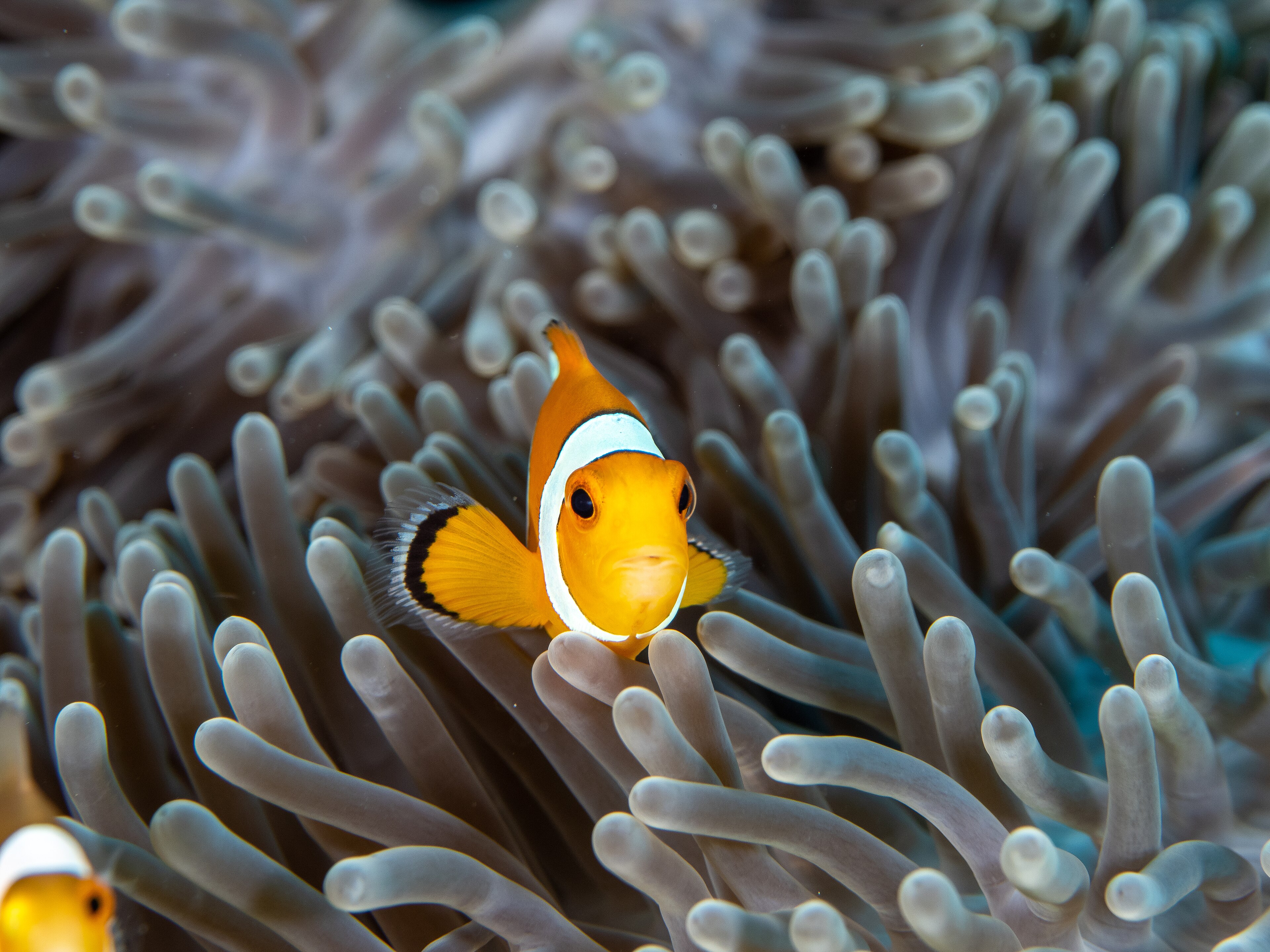 Coral reef and marine life in the waters of Havelock, Andaman