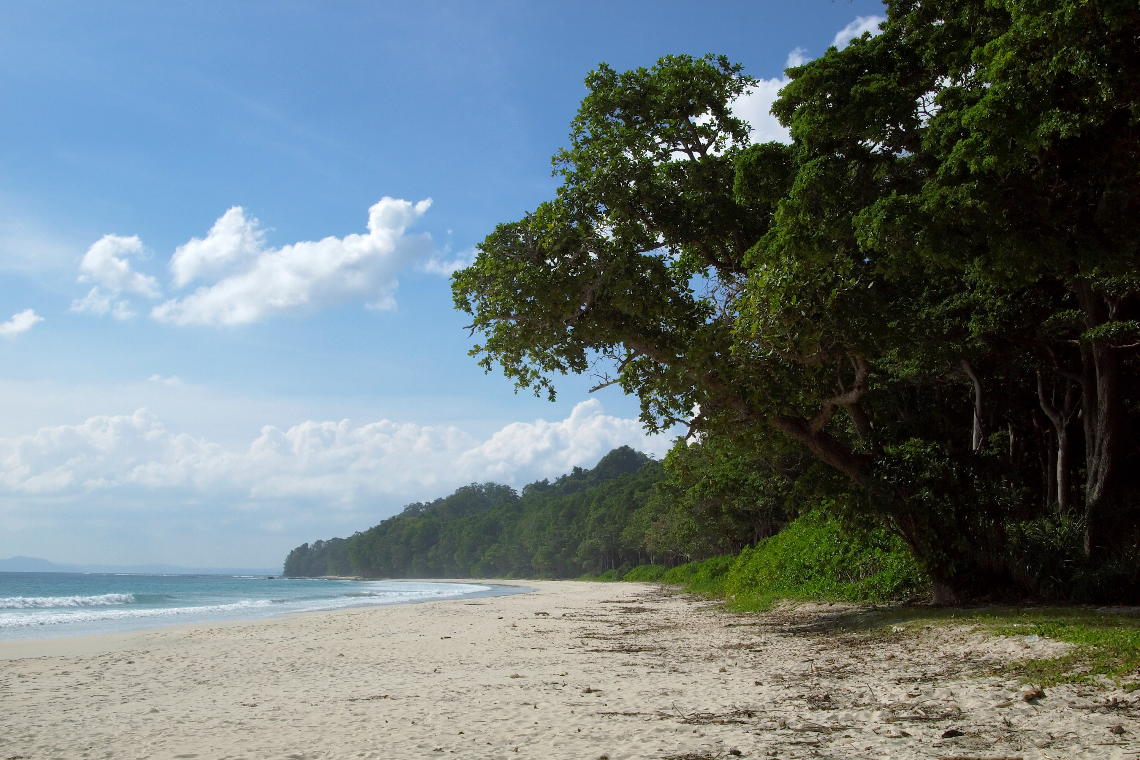 Coral reef and marine life in the waters of Havelock, Andaman