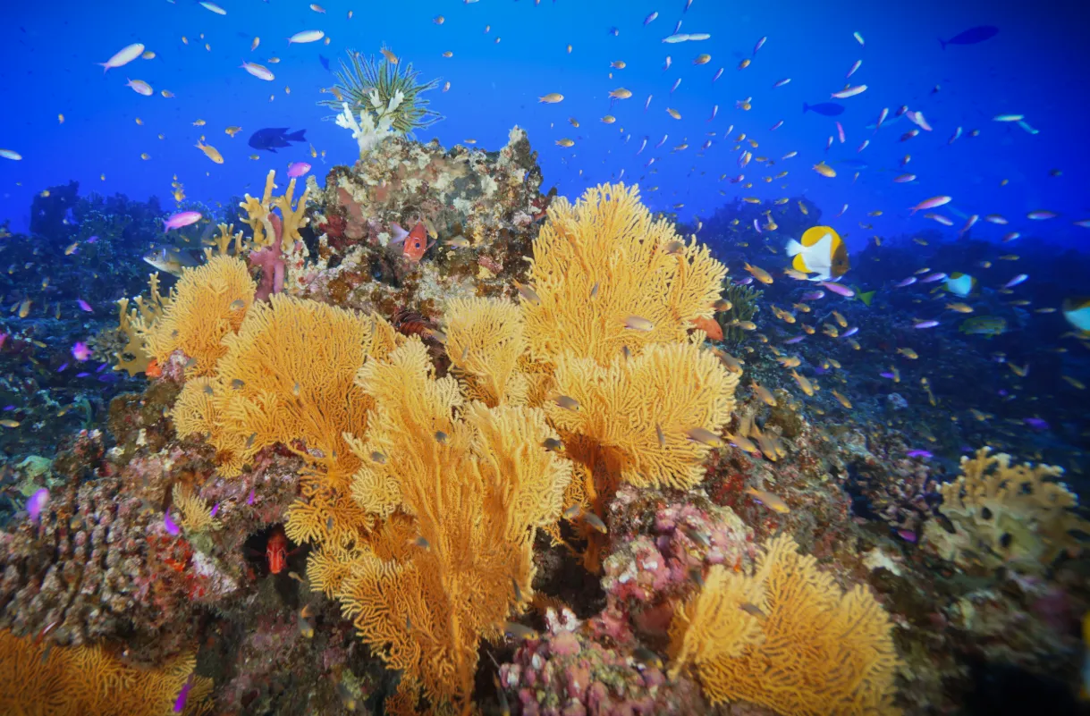 Divers on a Blue Corals Dive boat in Havelock, Andaman