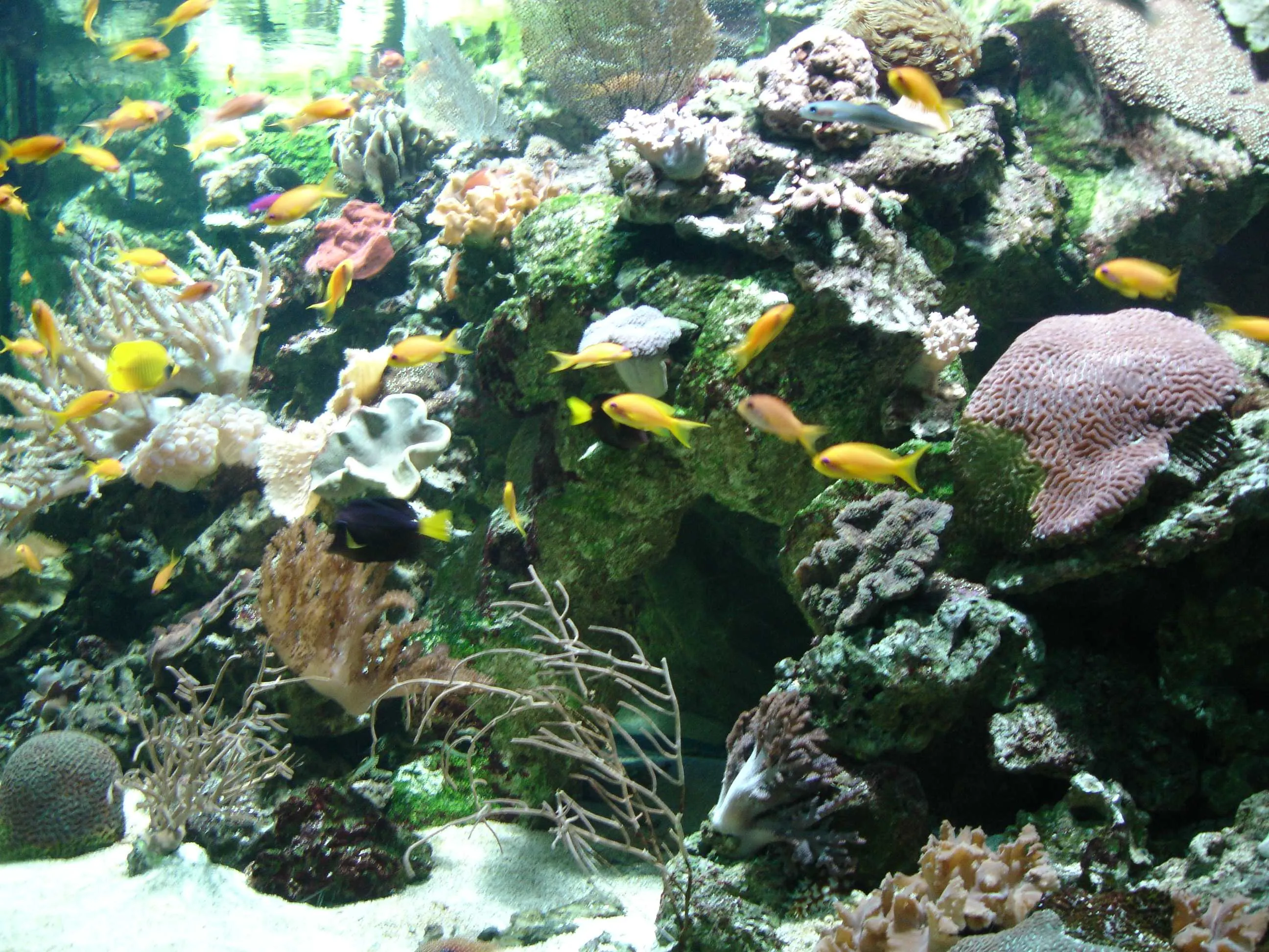 Snorkeling at Tribe Gate — scuba diving in Havelock, Andaman