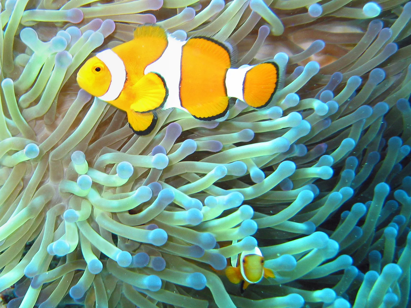 Discover Scuba Diving — South Button — scuba diving in Havelock, Andaman