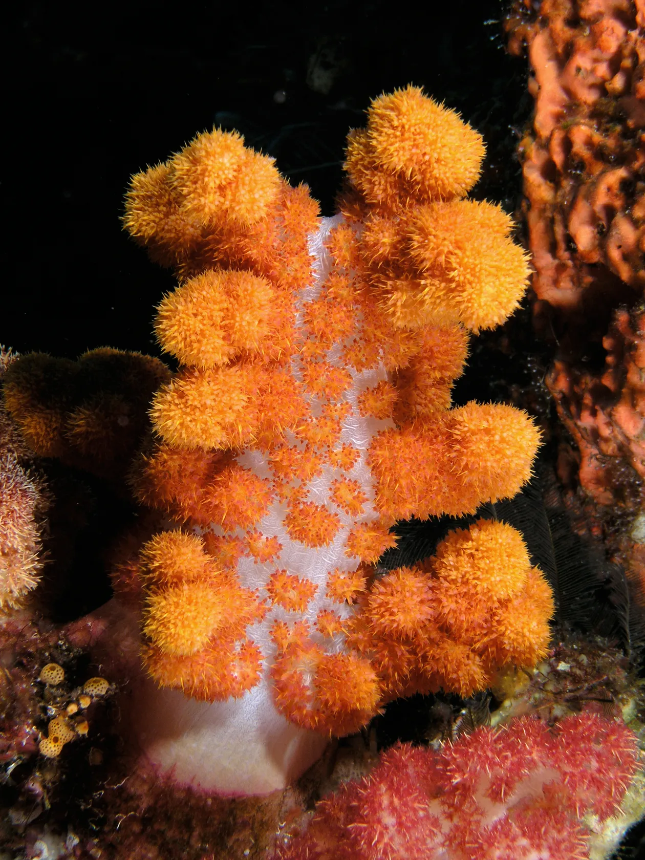 Blue Corals Dive PADI instructor team preparing scuba gear on the boat