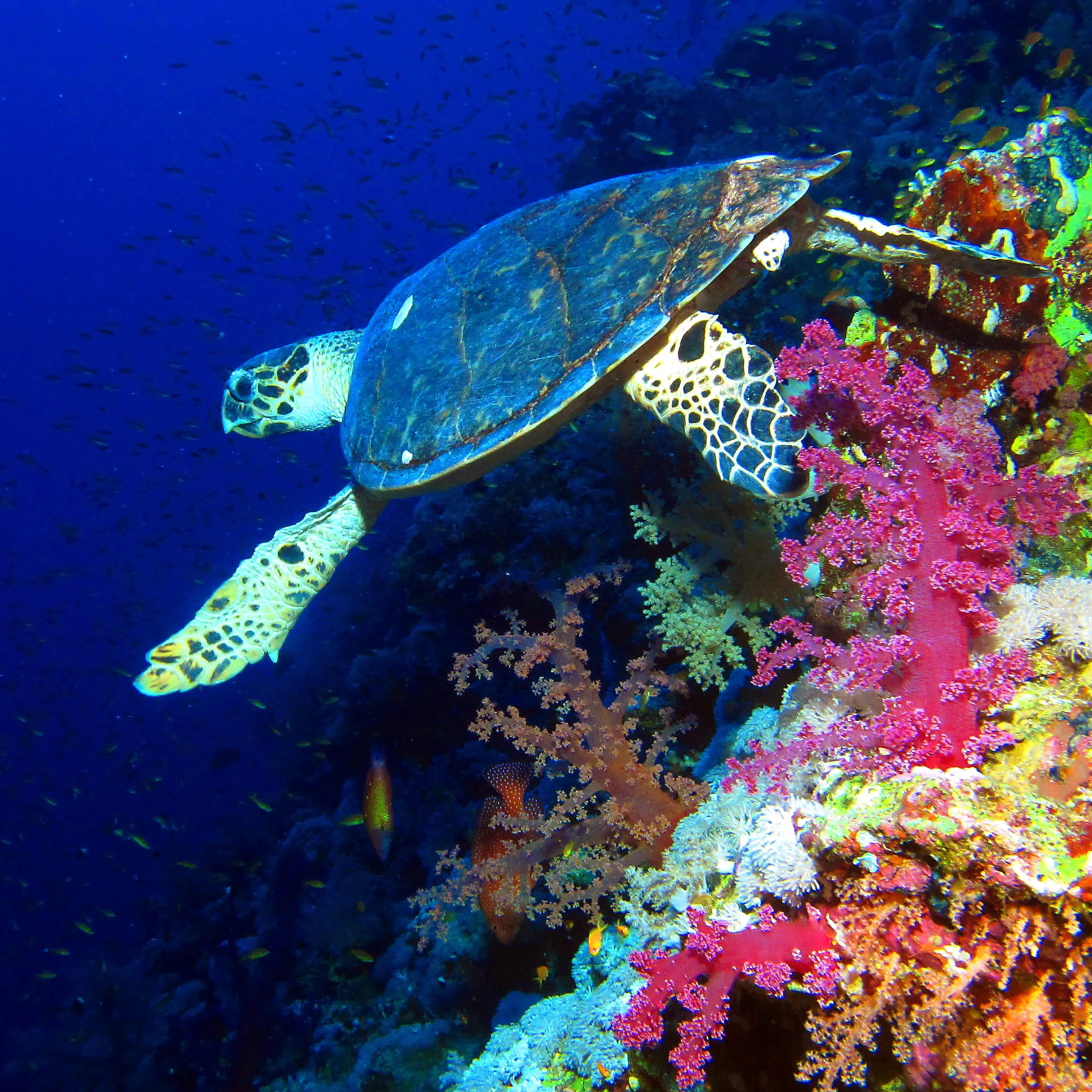 The Wall dive site — reef and marine life near Havelock, Andaman