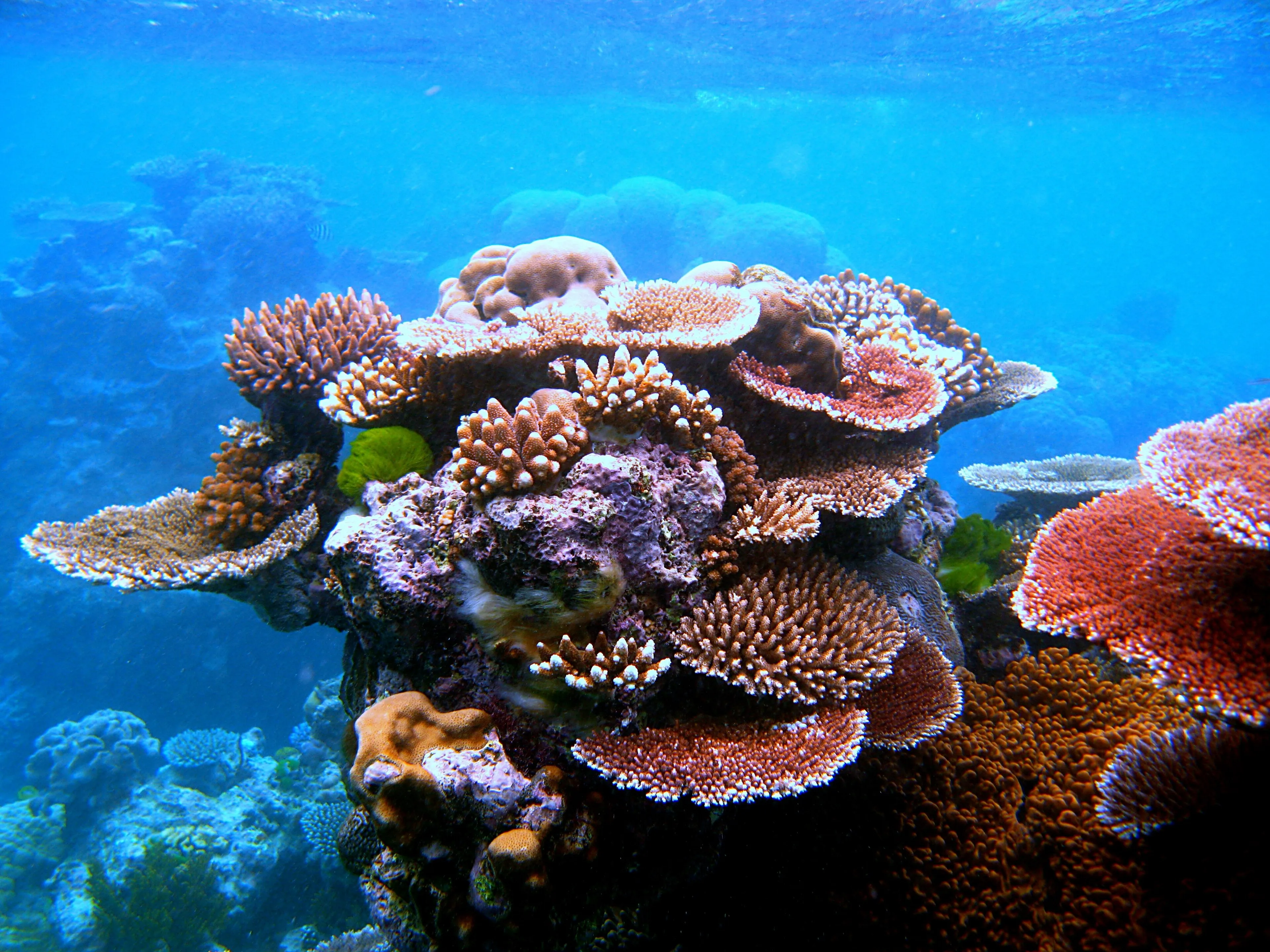 Discover Scuba Diving — Tribe Gate — scuba diving in Havelock, Andaman