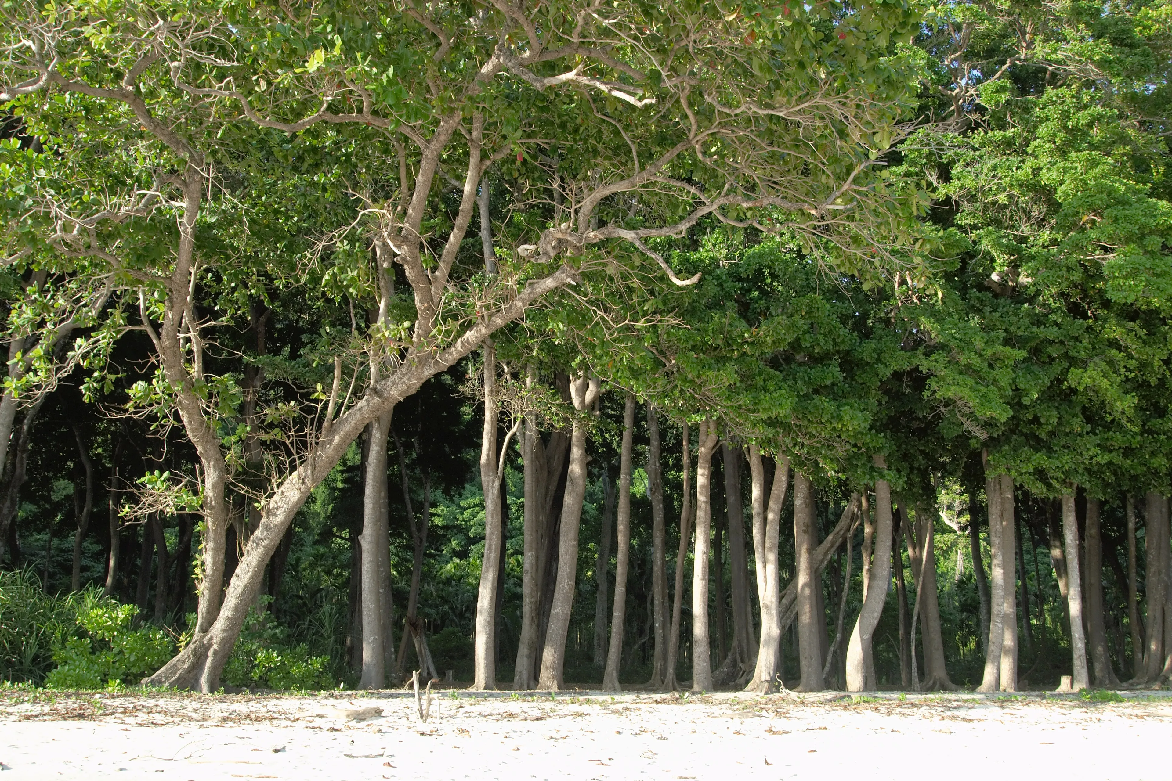 Tribe Gate dive site — reef and marine life near Havelock, Andaman